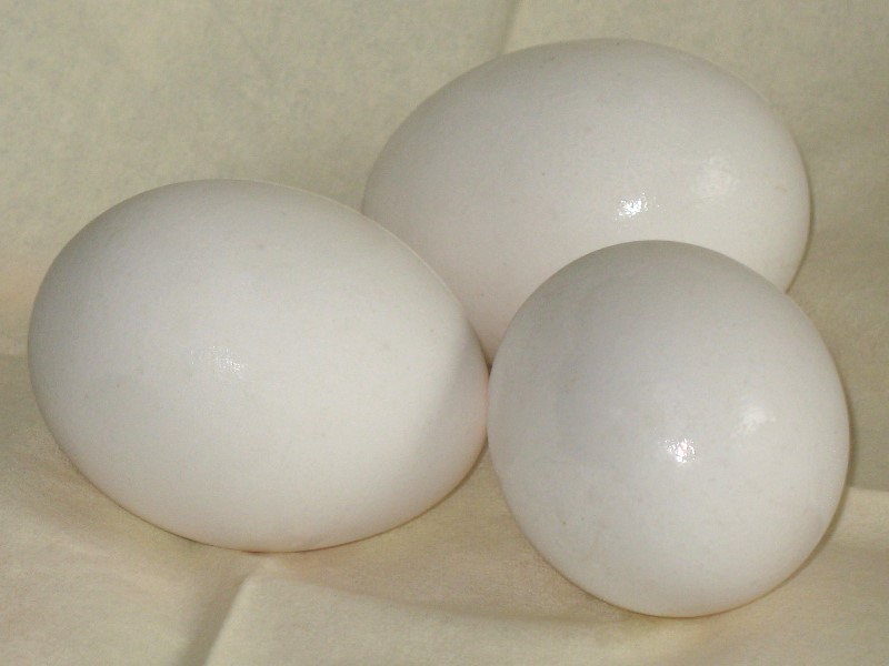 3 Eier