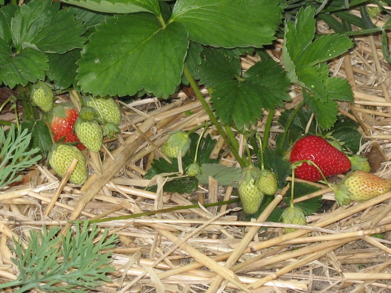 Erdbeerpflanzen im Stroh