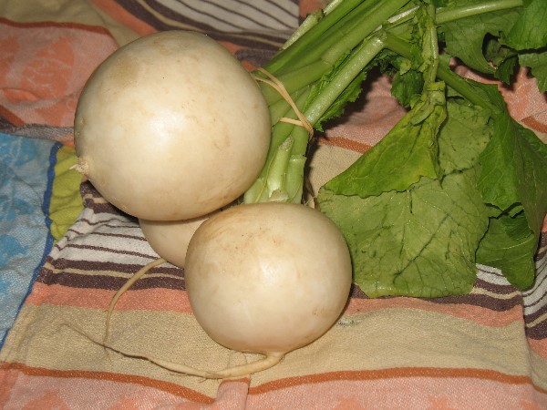 Mairübchen mit Blättern